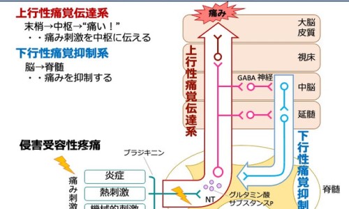 孕妇吃牛尾汤对胎儿有什么好处-孕妇可以喝牛尾汤吗网 :分享孕妇可以喝牛尾汤吗-孕妇可以喝牛尾汤吗晚期知识